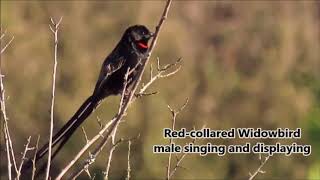 Redcollared Widowbird male singing [upl. by Elleral]