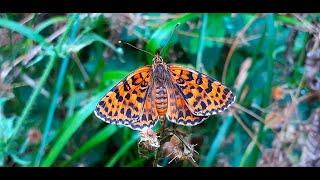 Melitaea Didyma  The Spotted Fritillary or Redband Fritillary [upl. by Appilihp112]