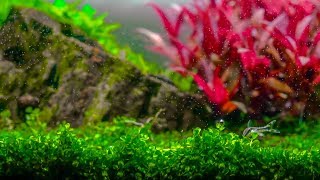 Planted Aquarium  Dreamy Red and Green Plants [upl. by Aikam186]