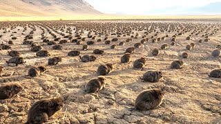 What Happened to the Desert in the US When They Put Thousands of Beavers There [upl. by Nannie]