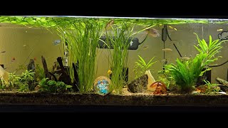 Cleaning the 155 gallon aquarium The Grass in this tank has grown like crazyLike a Fking jungle [upl. by Imtiaz]