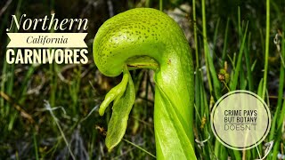 Pitcher Plants of Northern California [upl. by Zetrac927]