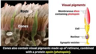 Photochemistry of Retinal visual Pigments [upl. by Laurence]