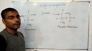 Kinase amp phosphatase [upl. by Llenyr]