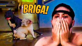 NOSSOS CACHORROS BRIGARAM NA PISCINA OLHA A BAGACEIRA🤦🏻 [upl. by Naira374]