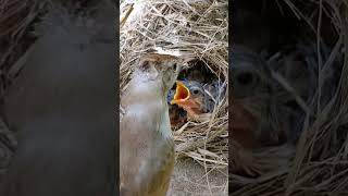 Natures Nest Great Reed Warbler Hatchlings Explore the World short viralshorts [upl. by Pompei]