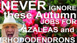 Never Ignore these Autumn Jobs for Rhododendrons and Azaleas [upl. by Castor846]