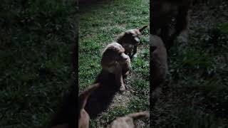 Labradoodle puppies understand command while playing shorts puppies labradoodle [upl. by Jacquelyn]