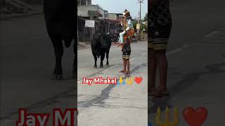 haridwarvibes cow vlog bull song newsong music dj love youtube youtubeshorts youtubeshor [upl. by Eliath817]