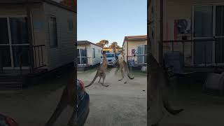 Kangaroos Go HeadtoHead During Fight at Caravan Park [upl. by Suilmann]