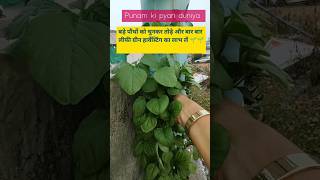 Get more leafy greens gardening orgenic vertical leafygreens shorts yt garden homegardening [upl. by Matt]