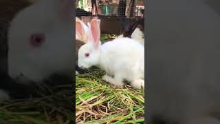 Timelapse of a rabbit being groomed [upl. by Beeck]