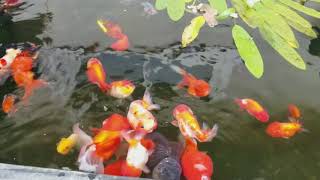 Goldfish pond [upl. by Riesman]