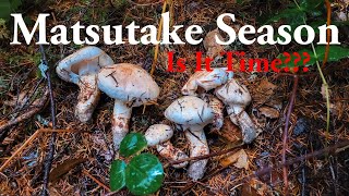 How to find matsutake mushrooms  Pine mushroom season [upl. by Antin47]