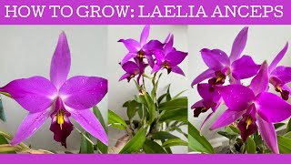 How to grow Laelia anceps [upl. by Garnett]