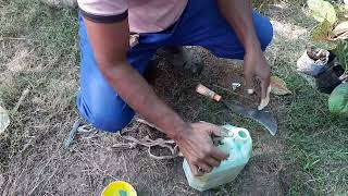 how to spray fungicide in aglonima plants [upl. by Jermaine]