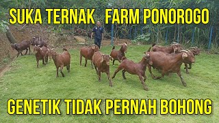 PETERNAKAN KAMBING BOER DAN KALAHARI SUKA TERNAK FARM PONOROGO  GENETIK TIDAK PERNAH BOHONG [upl. by Laurens]