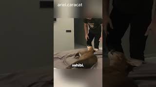 Aşırı Agresif Kedi Sahibi Gelince Özüne Dönüyor 🐈 arielcaracat [upl. by Ailekat]