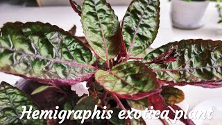 Hemigraphis exotica plant  Purple Waffle Plant Care  Malayalam [upl. by Akkin897]