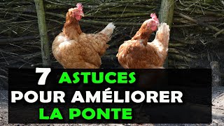 AVICULTURE Voici 7 astuces pour améliorer la ponte chez les poules pondeuses Elevage de Poulet [upl. by Meibers]