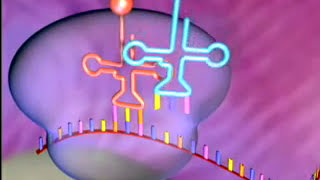 BiologieCellulaire  • • SYNTHESE PROTEIQUE •  la transcription • et • la traduction • [upl. by Elocin]