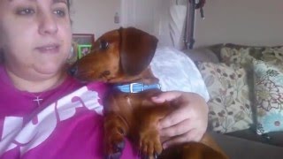 Dachshund LOVES quotI Love Youquots wiener dog love [upl. by Petra]