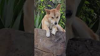 Australian Dingo Sydney [upl. by Drusi]