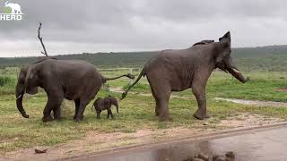 A Whirlwind of Elephant Commotion as Heavy Rain Pours Over Lundi amp Phabeni’s Meeting [upl. by Platon]