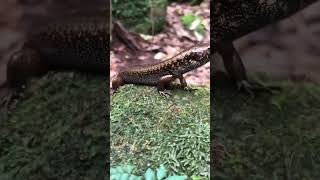 Eastern water skink [upl. by Josh]