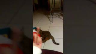 Le chat qui aime pas les doigts dhonneur [upl. by Nason]