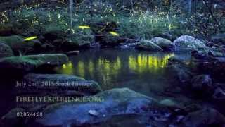 Tennessee Fireflies Real Time Stock Footage of Synchronous Fireflies 2 [upl. by Giacobo]