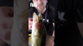 Ice Fishing Walleye with Livescope [upl. by Krauss]