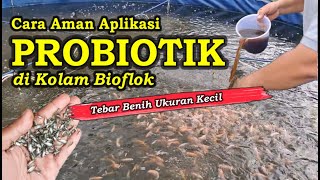 Cara Aman Memberikan Probiotik di Kolam Bioflok Walau Benih Berukuran Kecil [upl. by Gone]