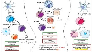 Helper T Cells [upl. by Felicie]