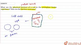 what are the physical barriers of a cell in the protoplast fusion experiment [upl. by Kovacs]