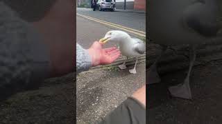 SEAGULL ATTACKS MAN birds seagull funnyanimals [upl. by Pirbhai486]