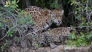 Pantanal Jaguar mating by Gasparetour [upl. by Adnaloy]