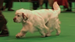 Crufts 2013 Clumber Spaniels Best of Breed  Passed Vetinary Check [upl. by Strage]