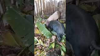 Banana leaf eating pigAlternative feed Nepali village [upl. by Ericksen]