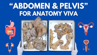 All Abdomen amp Pelvis Organs in just 20 minutes  For Anatomy Viva [upl. by Aztinad]