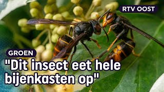 Hoe vang je een Aziatische hoornaar  Oost [upl. by Eelloh25]