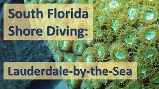 Florida Shore Diving LauderdalebytheSea [upl. by Ades488]