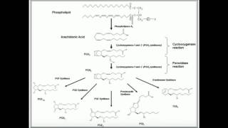 PUFAs Eicosanoid Biosynthesis [upl. by Geri]