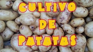 Cultivo de patatas en el huerto tuhuertofaciles [upl. by Annuaerb]