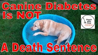 Feeding A Senior Diabetic Dog On A Budget  Canine Diabetes IS NOT a Death Sentence [upl. by Ermin]