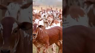 Cow lover bull lover bull racing cow show cattle lover cow breeding cow cattlesfarms shorts [upl. by Sewell]