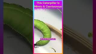 यह कैटरपिलर नकलची और मांसाहारी है  This Caterpillar Is Mimic amp Carnivorous Factsshorts [upl. by Kinata967]