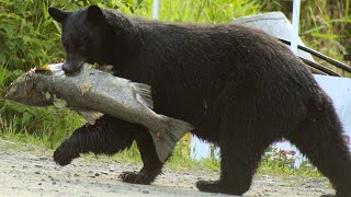 Ketchikan Alaska Highlights Whales Bears Eagles and Cruise Ships [upl. by Rebmyt]