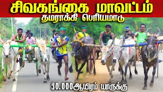 சிவகங்கைமாவட்டம்தமராக்கி30000ஆயிரம்பந்தயம்11122024 [upl. by Eseer]