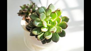 How to Propagate and Care for Jade Plants [upl. by Rez113]